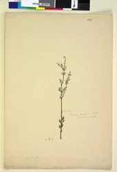 Pagina 222. Baeckea densifolia